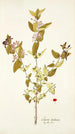 Lonicera tartarica - Nikolaus Joseph Freiherr von Jacquin — vista de la obra