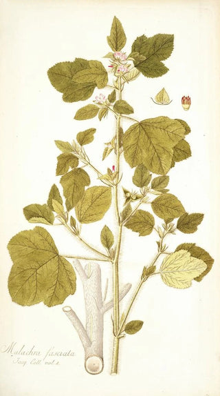 Nikolaus Joseph Freiherr von Jacquin - Malachra fasciata.webp