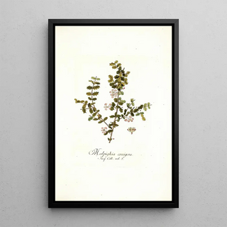 Nikolaus Joseph Freiherr von Jacquin - Malpighia coccigera.webp