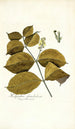 Malpighia glandulosa - Nikolaus Joseph Freiherr von Jacquin — vista de la obra