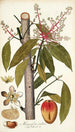 Mangifera indica - Nikolaus Joseph Freiherr von Jacquin — vista de la obra