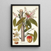 Mangifera indica - Nikolaus Joseph Freiherr von Jacquin — cuadro enmarcado en la pared