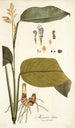 Maranta lutea - Nikolaus Joseph Freiherr von Jacquin — vista de la obra