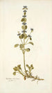 Marrubium astracanicum - Nikolaus Joseph Freiherr von Jacquin — vista de la obra