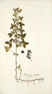 Medicago carstiensis - Nikolaus Joseph Freiherr von Jacquin — vista de la obra