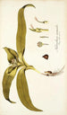 Melanthium eucomoides - Nikolaus Joseph Freiherr von Jacquin — vista de la obra