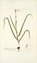 Melanthium uniflorum - Nikolaus Joseph Freiherr von Jacquin | Cuadro — vista de la obra
