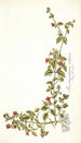 Mesembryanthemum cordifolium - Nikolaus Joseph Freiherr von Jacquin — vista de la obra