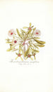 Mesembryanthemum cuneifolium - Nikolaus Joseph Freiherr von Jacquin — vista de la obra