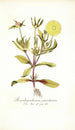 Mesembryanthemum pomeridianum - Nikolaus Joseph Freiherr von Jacquin — vista de la obra