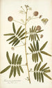 Mimosa portoricensis - Nikolaus Joseph Freiherr von Jacquin — vista de la obra