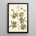 Mimosa portoricensis - Nikolaus Joseph Freiherr von Jacquin — cuadro enmarcado en la pared