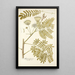 Mimosa speciosa - Nikolaus Joseph Freiherr von Jacquin — cuadro enmarcado en la pared