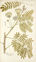 Mimosa speciosa - Nikolaus Joseph Freiherr von Jacquin — vista de la obra