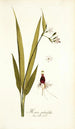 Moraea palmifolia - Nikolaus Joseph Freiherr von Jacquin — vista de la obra