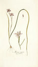 Moraea vegeta - Nikolaus Joseph Freiherr von Jacquin — artwork view