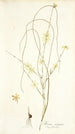 Moraea virgata - Nikolaus Joseph Freiherr von Jacquin — vista de la obra