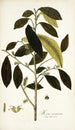 Morus mauritiana - Nikolaus Joseph Freiherr von Jacquin — vista de la obra