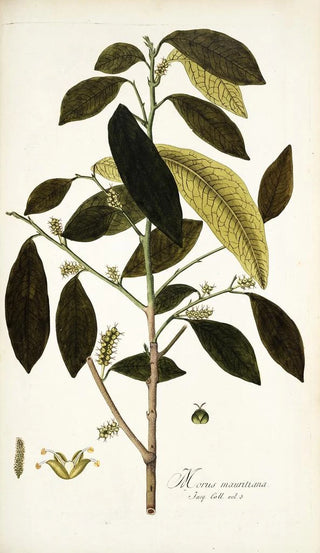 Nikolaus Joseph Freiherr von Jacquin - Morus mauritiana.webp