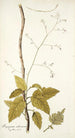 Myagrum arborescens - Nikolaus Joseph Freiherr von Jacquin — vista de la obra