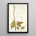 Myagrum arborescens - Nikolaus Joseph Freiherr von Jacquin — cuadro enmarcado en la pared