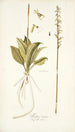 Neottia minor - Nikolaus Joseph Freiherr von Jacquin — vista de la obra