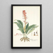 Neottia speciosa - Nikolaus Joseph Freiherr von Jacquin — cuadro enmarcado en la pared
