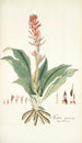 Neottia speciosa - Nikolaus Joseph Freiherr von Jacquin — vista de la obra