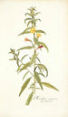Oenothera nocturna - Nikolaus Joseph Freiherr von Jacquin — vista de la obra