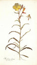 Oenothera odorata - Nikolaus Joseph Freiherr von Jacquin — artwork view