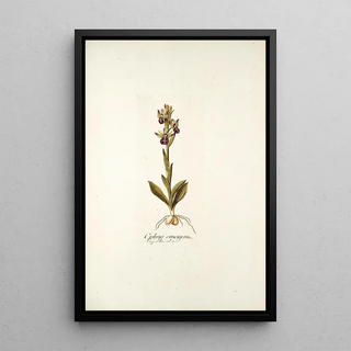 Nikolaus Joseph Freiherr von Jacquin - Ophrys crucigera.webp