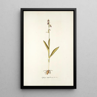 Nikolaus Joseph Freiherr von Jacquin - Ophrys myodes.webp