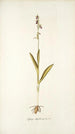 Ophrys myodes - Nikolaus Joseph Freiherr von Jacquin — vista de la obra