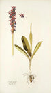 Orchis mascula - Nikolaus Joseph Freiherr von Jacquin — artwork view