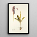 Orchis mascula - Nikolaus Joseph Freiherr von Jacquin — framed artwork on a wall