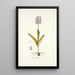 Orchis militaris - Nikolaus Joseph Freiherr von Jacquin — cuadro enmarcado en la pared