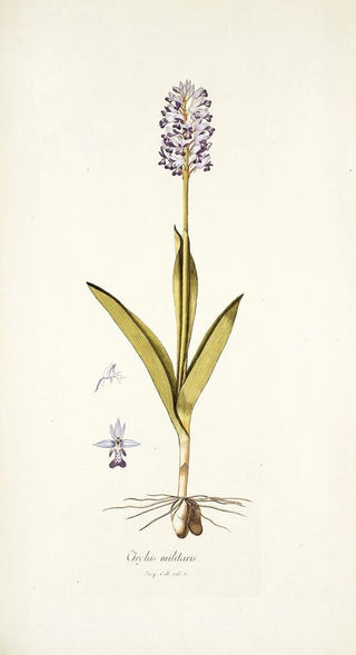 Nikolaus Joseph Freiherr von Jacquin - Orchis militaris.webp