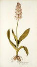 Orchis moravica - Nikolaus Joseph Freiherr von Jacquin — vista de la obra