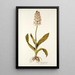 Orchis moravica - Nikolaus Joseph Freiherr von Jacquin — cuadro enmarcado en la pared
