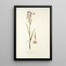 Orchis palustris - Nikolaus Joseph Freiherr von Jacquin — cuadro enmarcado en la pared