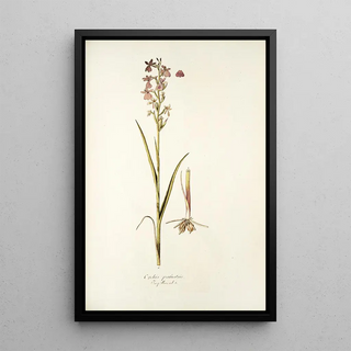 Nikolaus Joseph Freiherr von Jacquin - Orchis palustris.webp