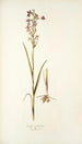 Orchis palustris - Nikolaus Joseph Freiherr von Jacquin — vista de la obra