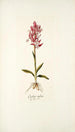 Orchis rubra - Nikolaus Joseph Freiherr von Jacquin — vista de la obra