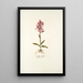 Orchis rubra - Nikolaus Joseph Freiherr von Jacquin — cuadro enmarcado en la pared
