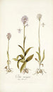 Orchis variegata - Nikolaus Joseph Freiherr von Jacquin — vista de la obra