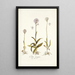 Orchis variegata - Nikolaus Joseph Freiherr von Jacquin — cuadro enmarcado en la pared
