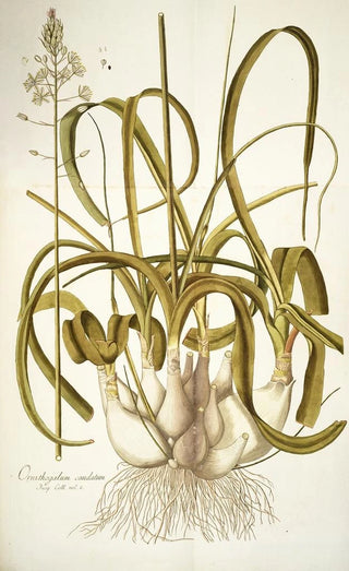 Nikolaus Joseph Freiherr von Jacquin - Ornithogalum caudatum.webp