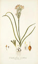 Ornithogalum coarctatum - Nikolaus Joseph Freiherr von Jacquin — vista de la obra