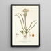 Ornithogalum coarctatum - Nikolaus Joseph Freiherr von Jacquin — cuadro enmarcado en la pared