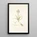 Ornithogalum comosum - Nikolaus Joseph Freiherr von Jacquin — cuadro enmarcado en la pared